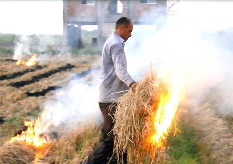 کبریت کشاورزان، بلای جان زمین های کشاورزی